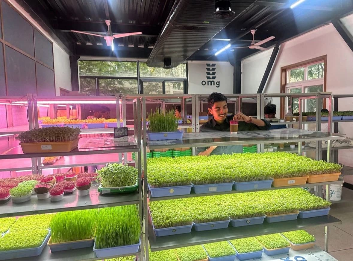 Microgreens growing in an OMG Lab, with a grower tending the trays.