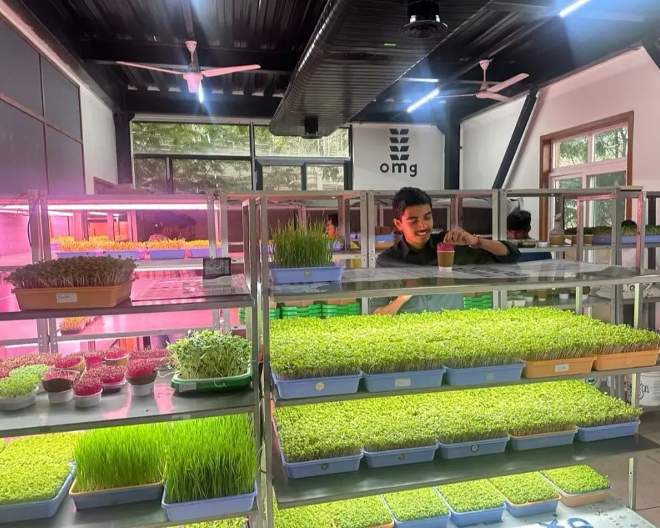 Microgreens growing in an OMG Lab, with a grower tending the trays.