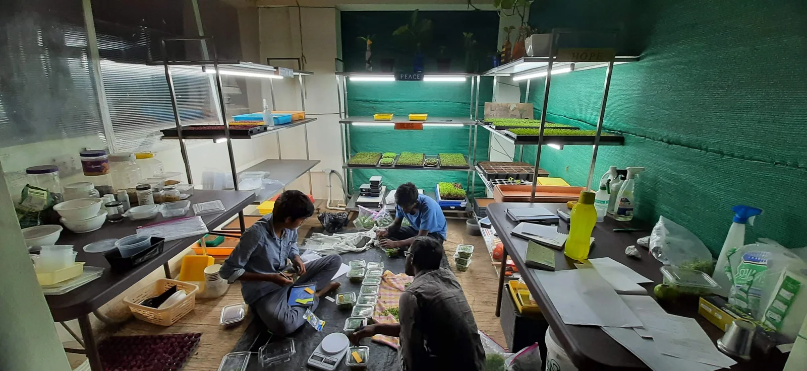 Packing fresh microgreens at the early Kanha growing setup