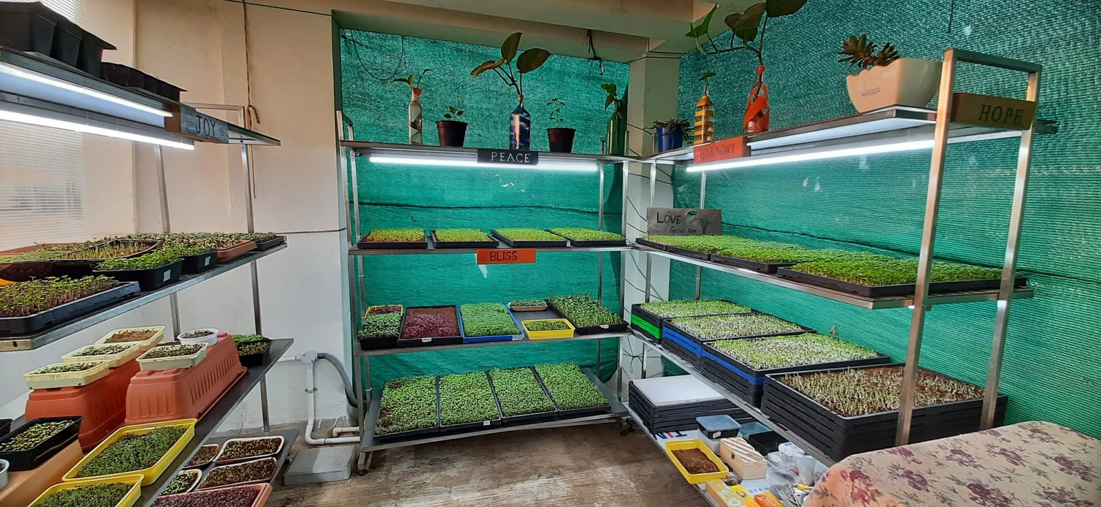 Microgreens growing in the early Kanha racks