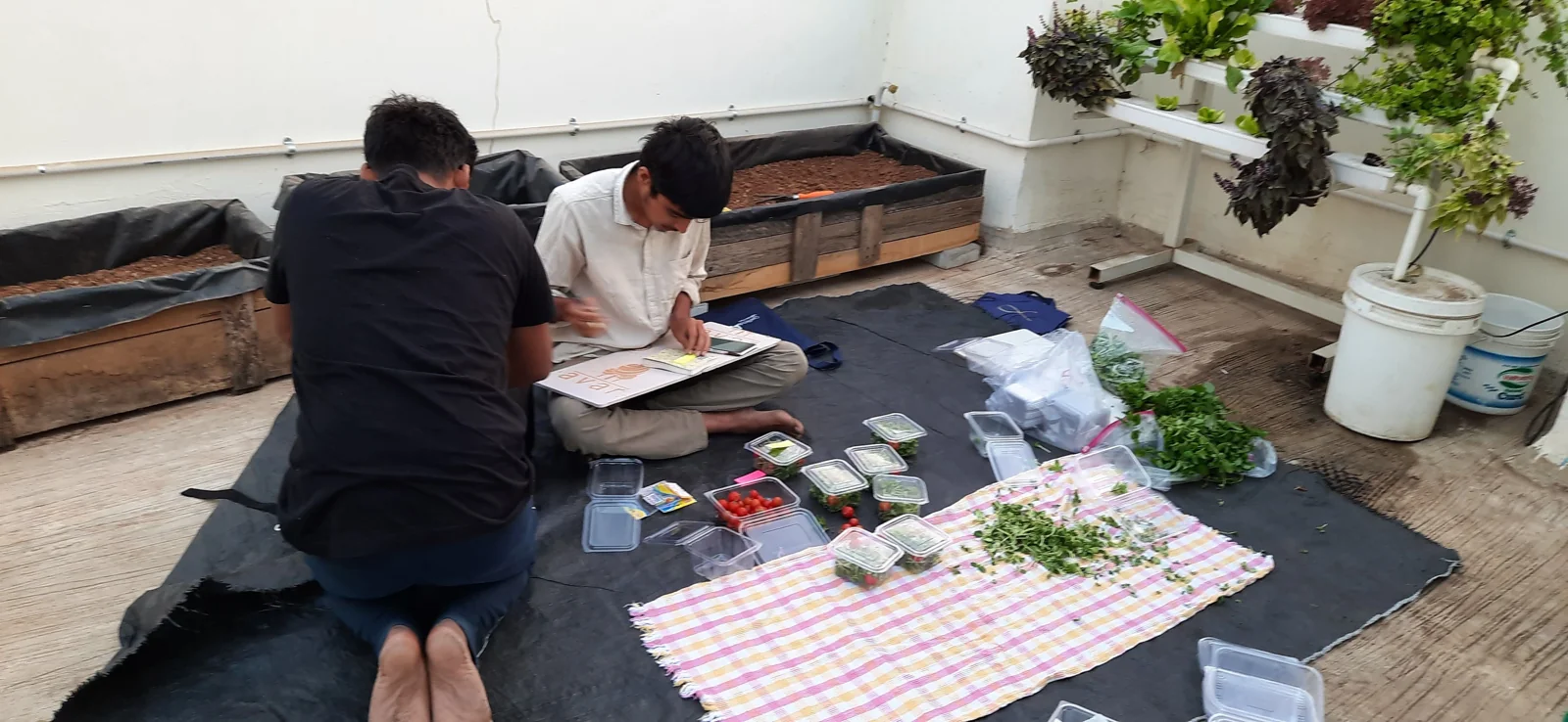 Preparing and packing fresh microgreens